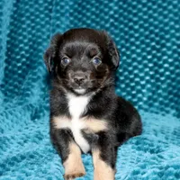 Minimal White BTF, a female Toy Australian Shepherd for sale in Leighton, AL – 2 of 5