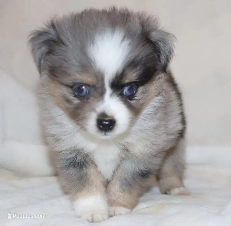 BLUE-EYED BLUE MERLE MALE #1