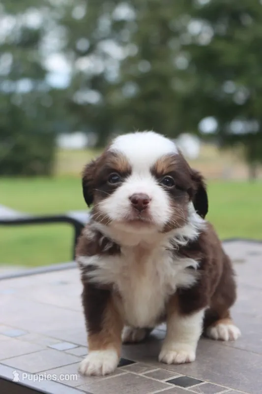 Bunny's Red Tri Male – Toy Australian Shepherd puppy for sale in Leighton, AL