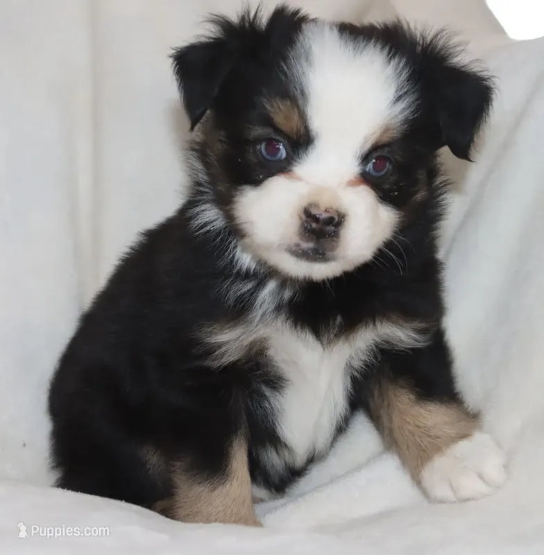 BLUE-EYED BLACK TRI MALE