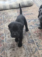 Bruiser, a male Cane Corso for sale in Newfane, NY – Photo 2 of 2