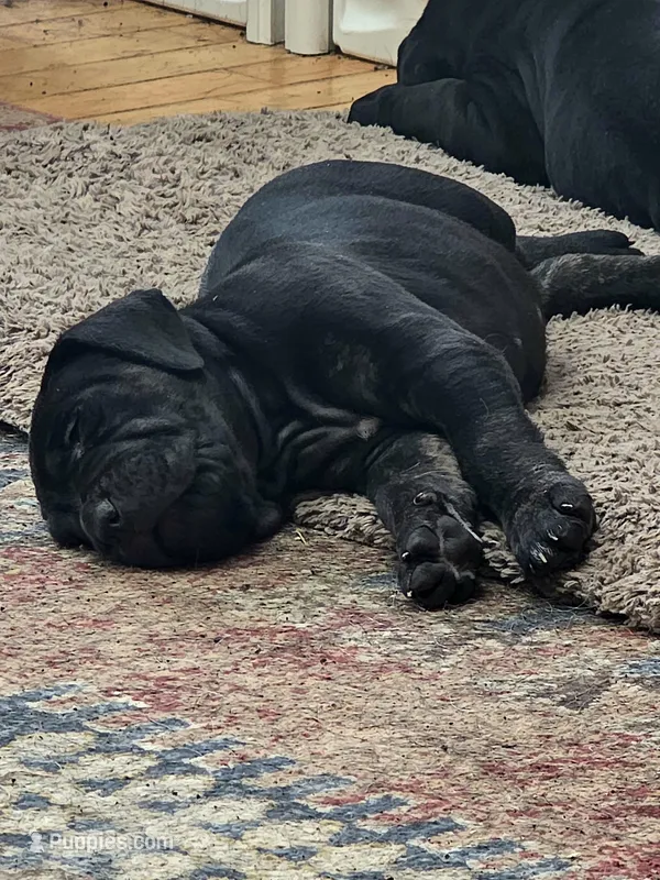 Bruiser – Cane Corso puppy for sale in Newfane, NY
