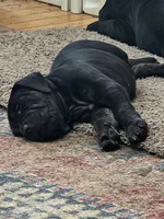 Bruiser, a male Cane Corso for sale in Newfane, NY – Photo 1 of 2