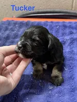 Tucker, a male Miniature Schnauzer for sale in Booneville, AR – 3 of 6