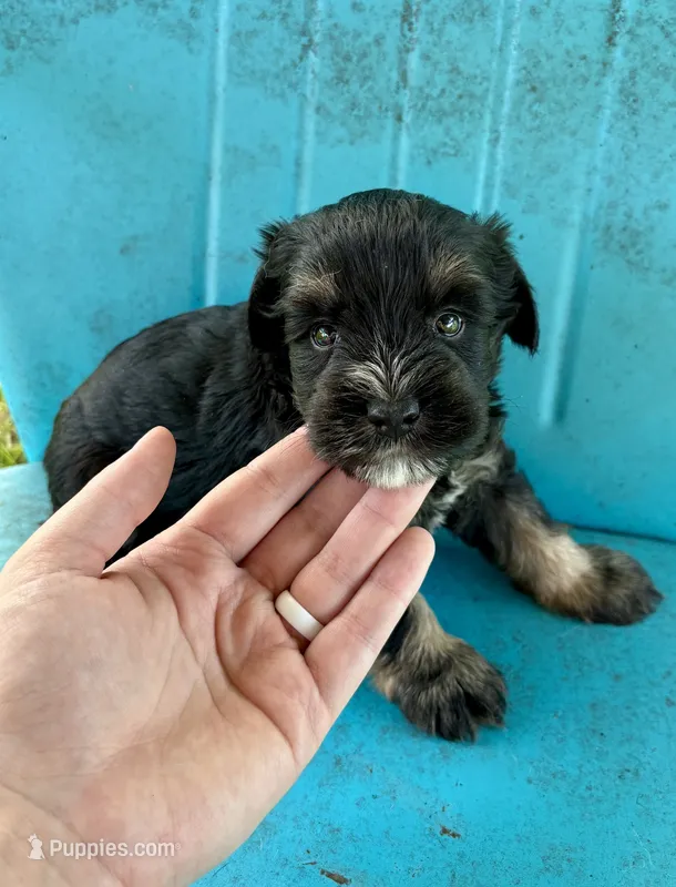 Tucker – Miniature Schnauzer puppy for sale in Booneville, AR