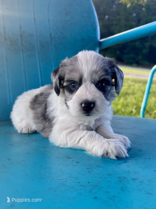 Wellsy – Miniature Schnauzer puppy for sale in Booneville, AR