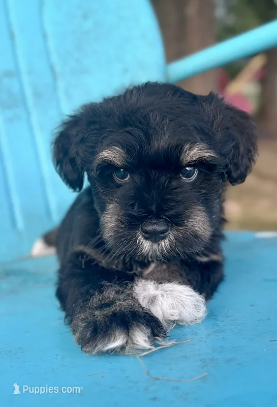 Logan  – Miniature Schnauzer puppy for sale in Booneville, AR