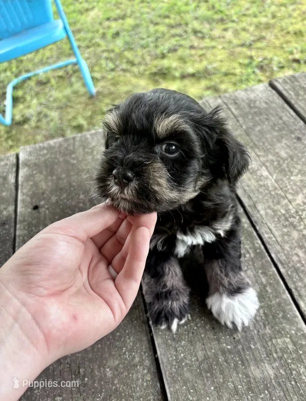 Logan  – Miniature Schnauzer puppy for sale in Booneville, AR