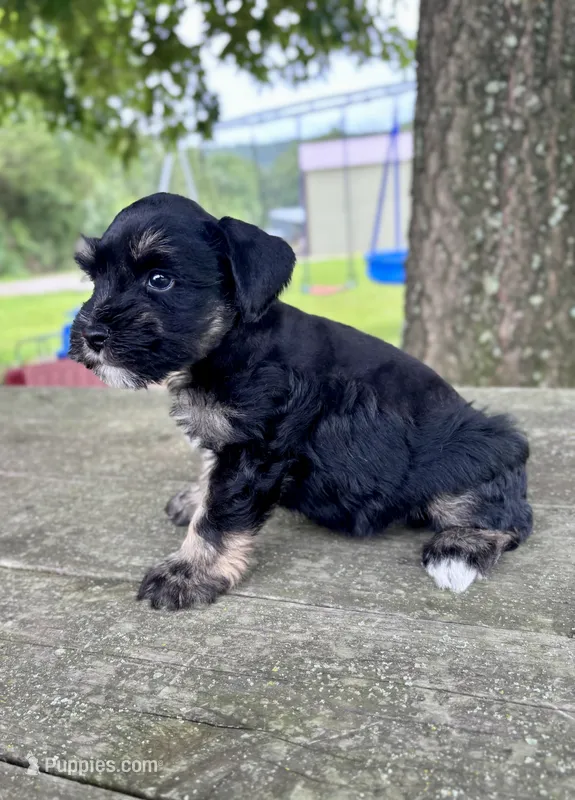 Tucker – Miniature Schnauzer puppy for sale in Booneville, AR