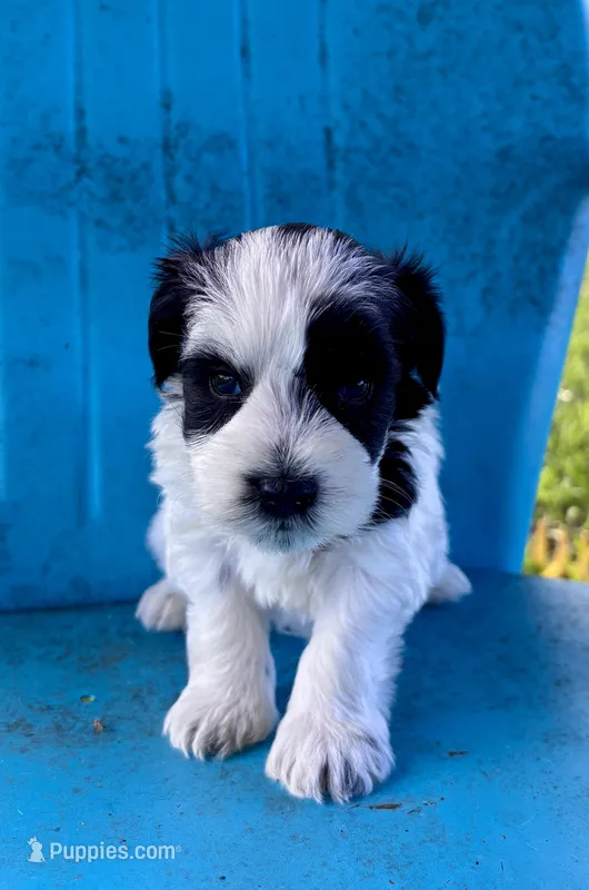 Dean – Miniature Schnauzer puppy for sale in Booneville, AR