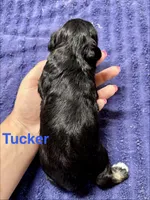 Tucker, a male Miniature Schnauzer for sale in Booneville, AR – 4 of 6