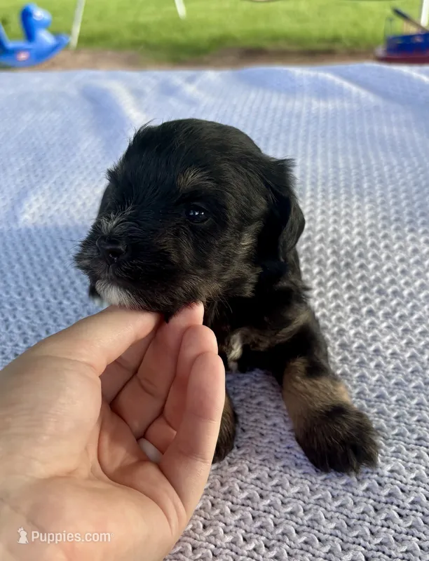 Tucker – Miniature Schnauzer puppy for sale in Booneville, AR