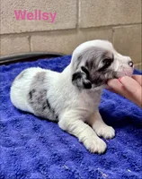 Wellsy, a female Miniature Schnauzer for sale in Booneville, AR – 4 of 6