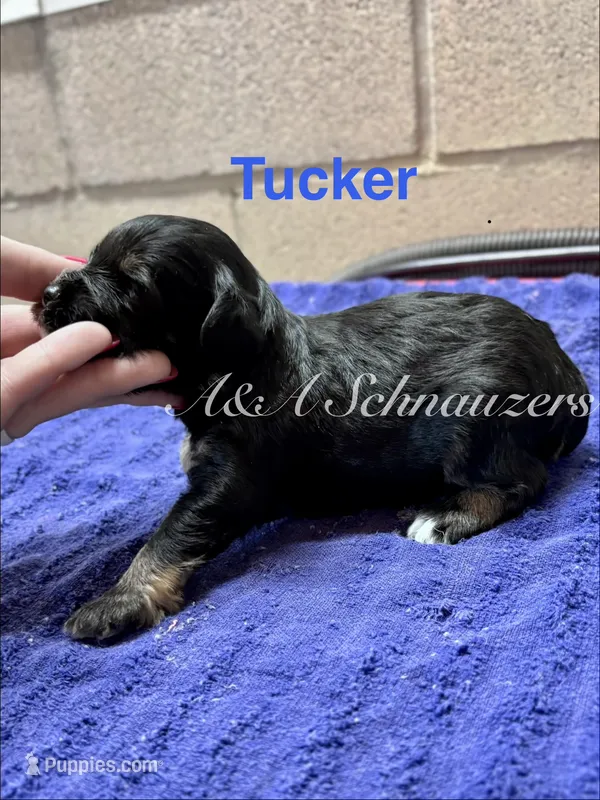 Tucker – Miniature Schnauzer puppy for sale in Booneville, AR
