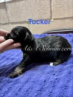 Tucker, a male Miniature Schnauzer for sale in Booneville, AR – 1 of 6