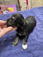 Logan , a male Miniature Schnauzer for sale in Booneville, AR – 2 of 4