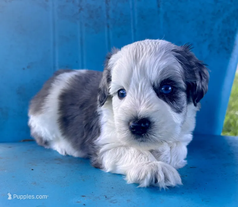 Graham – Miniature Schnauzer puppy for sale in Booneville, AR
