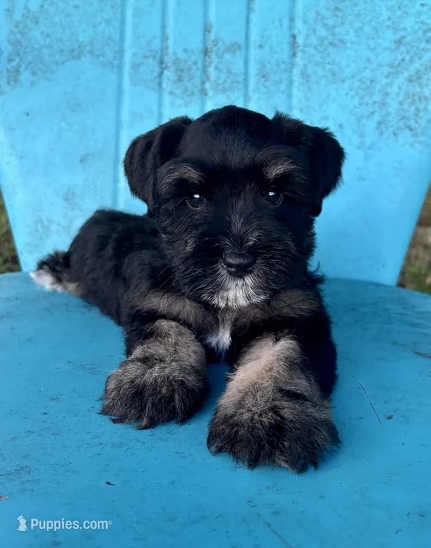 Tucker – Miniature Schnauzer puppy for sale in Booneville, AR
