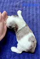 Graham, a male Miniature Schnauzer for sale in Booneville, AR – 3 of 6