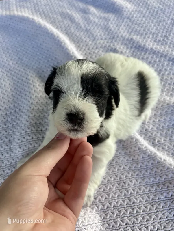 Dean – Miniature Schnauzer puppy for sale in Booneville, AR