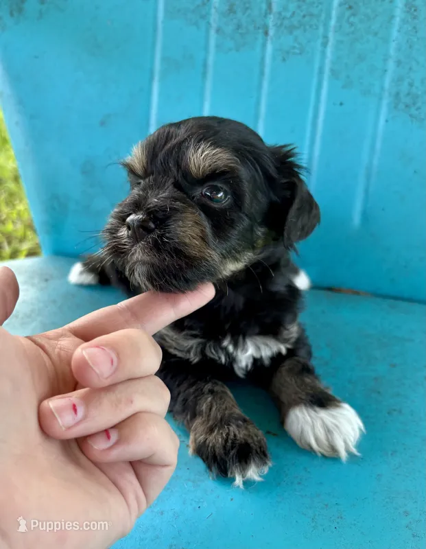 Logan  – Miniature Schnauzer puppy for sale in Booneville, AR