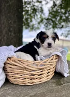 Male, a male Yorkshire Terrier for sale in Booneville, AR – 2 of 2