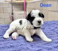 Dean, a male Miniature Schnauzer for sale in Booneville, AR – 1 of 6