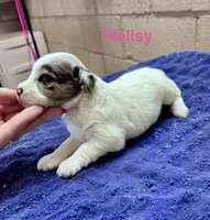 Wellsy, a female Miniature Schnauzer for sale in Booneville, AR – 3 of 6