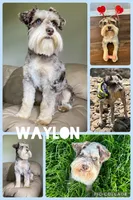 Logan , a male Miniature Schnauzer for sale in Booneville, AR – 3 of 4