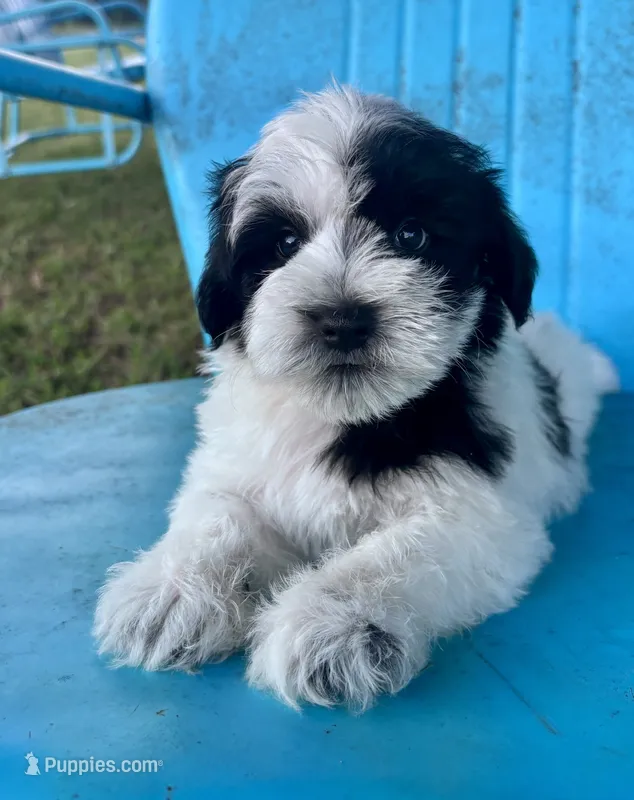 Dean – Miniature Schnauzer puppy for sale in Booneville, AR
