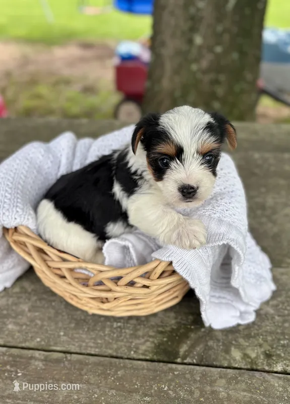 Male – Yorkshire Terrier puppy for sale in Booneville, AR