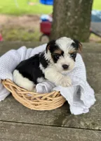 Male, a male Yorkshire Terrier for sale in Booneville, AR – 1 of 2