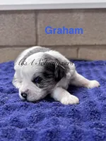 Graham, a male Miniature Schnauzer for sale in Booneville, AR – 2 of 6