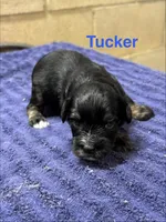 Tucker, a male Miniature Schnauzer for sale in Booneville, AR – 2 of 6