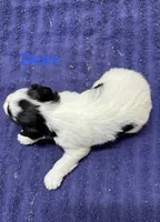 Dean, a male Miniature Schnauzer for sale in Booneville, AR – 4 of 6