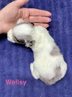 Wellsy, a female Miniature Schnauzer for sale in Booneville, AR – 2 of 6
