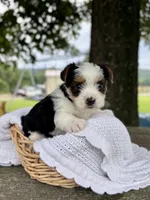Male , a male Yorkshire Terrier for sale in Booneville, AR – 1 of 2