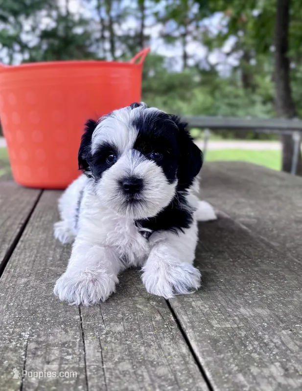 Dean – Miniature Schnauzer puppy for sale in Booneville, AR