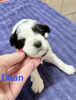 Dean, a male Miniature Schnauzer for sale in Booneville, AR – 2 of 6