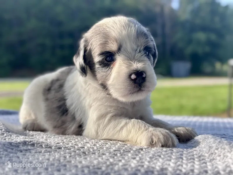 Wellsy – Miniature Schnauzer puppy for sale in Booneville, AR