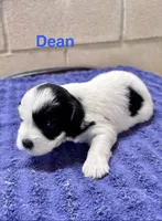 Dean, a male Miniature Schnauzer for sale in Booneville, AR – 3 of 6