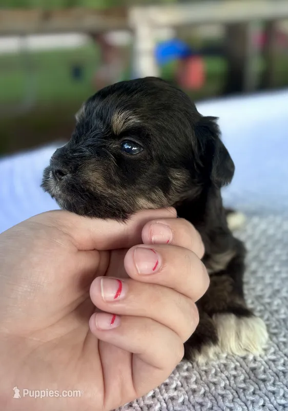 Logan  – Miniature Schnauzer puppy for sale in Booneville, AR