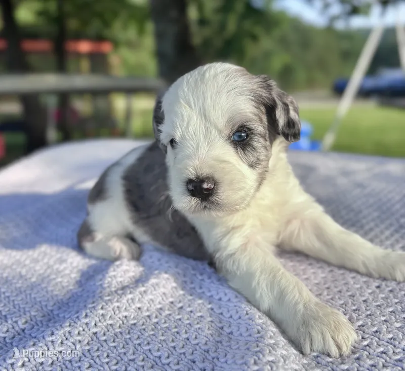 Graham – Miniature Schnauzer puppy for sale in Booneville, AR