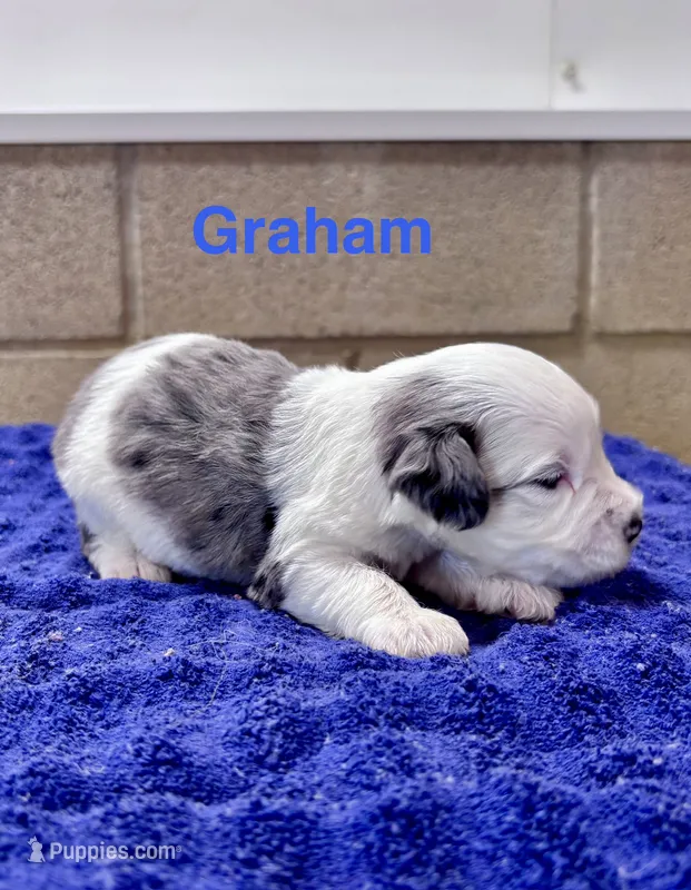 Graham – Miniature Schnauzer puppy for sale in Booneville, AR