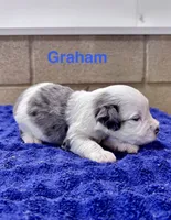 Graham, a male Miniature Schnauzer for sale in Booneville, AR – 1 of 6