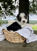 Male , a male Yorkshire Terrier for sale in Booneville, AR – 2 of 2