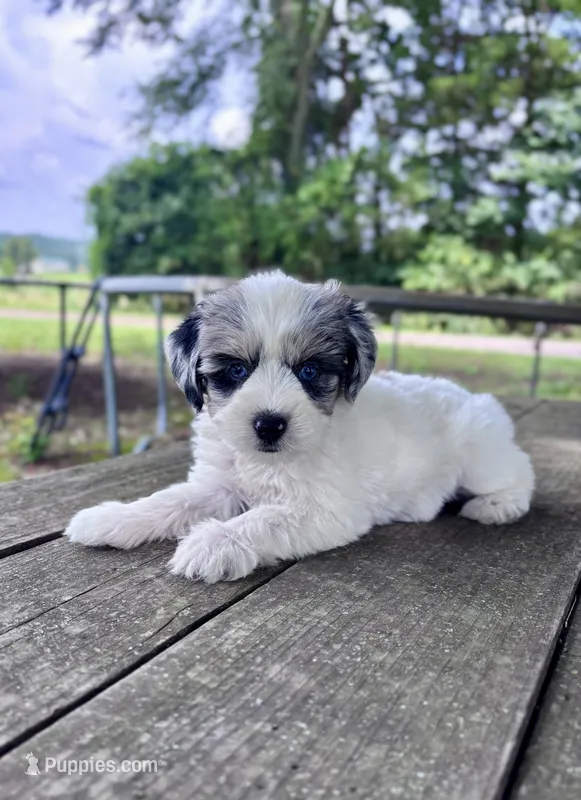Wellsy – Miniature Schnauzer puppy for sale in Booneville, AR