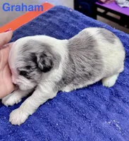 Graham, a male Miniature Schnauzer for sale in Booneville, AR – 4 of 6