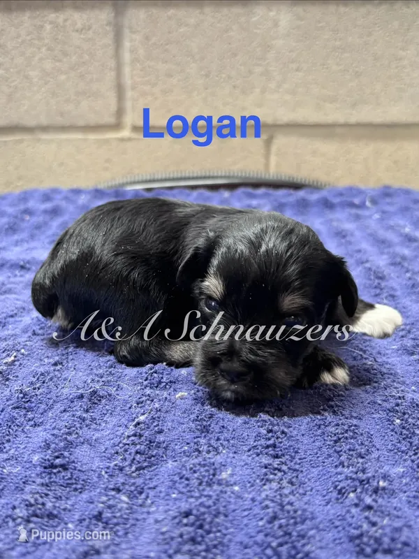 Logan  – Miniature Schnauzer puppy for sale in Booneville, AR