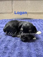 Logan , a male Miniature Schnauzer for sale in Booneville, AR – 1 of 4